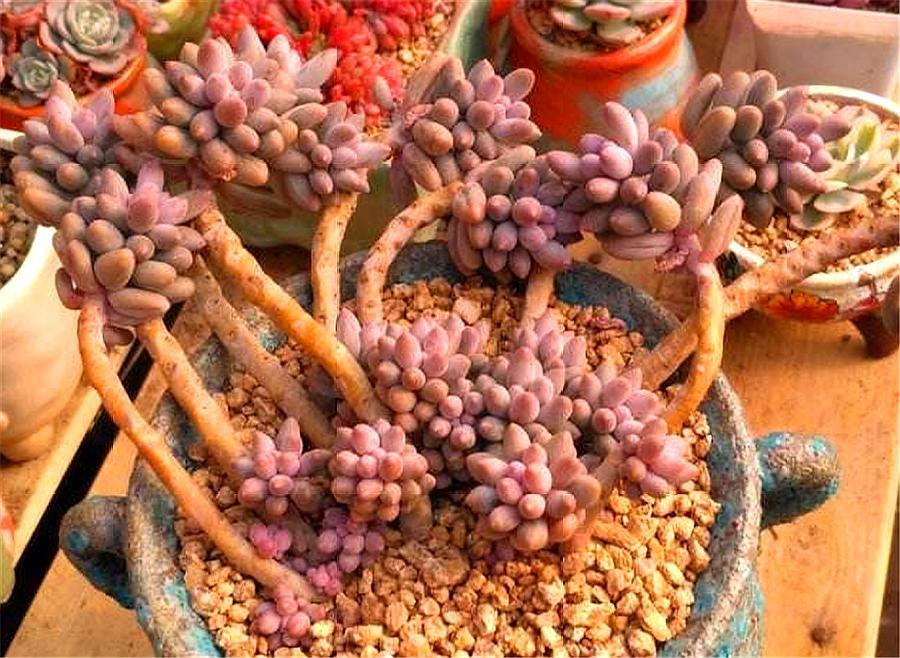 多肉女雏悬崖桩,多肉植物可爱的小女孩