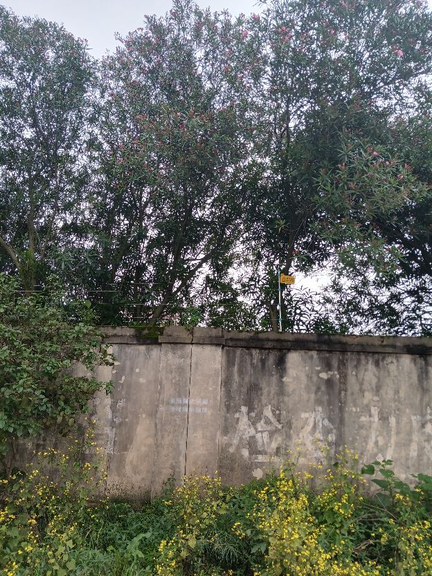 有毒的夹竹桃怎么去除,有毒的夹竹桃