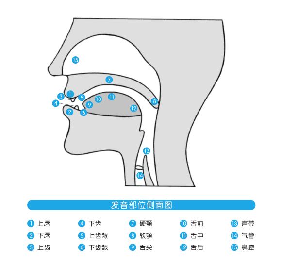 如何学好音标并学会拼读,如何学好音标读法