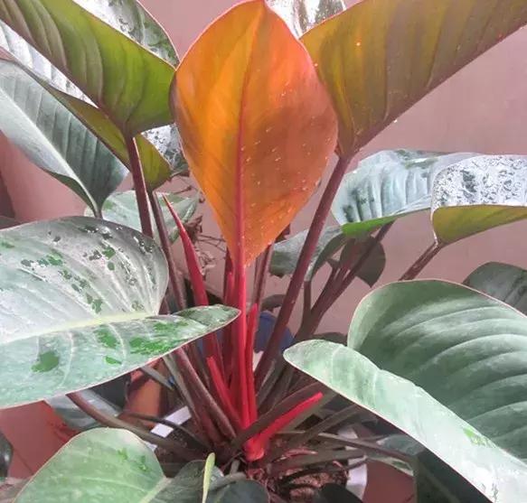 净化空气甲醛最怕的十种花,什么花草吸收甲醛最好还好养