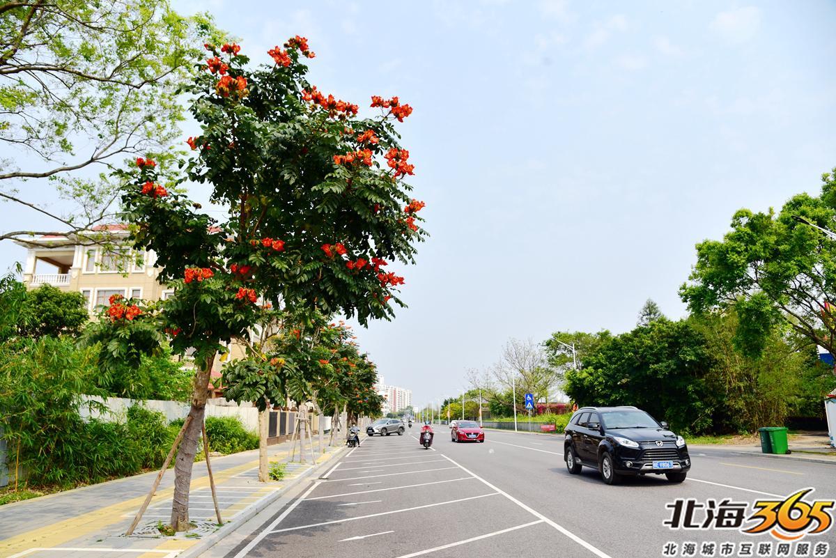 「多图」春天来了!北海街头的三角梅、黄花风铃开得好艳