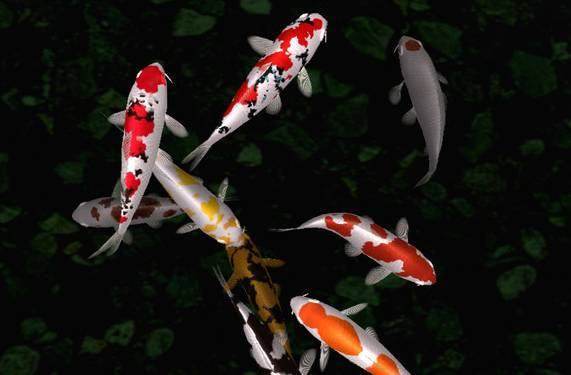 养风水鱼养几条最好,风水鱼不想养了能扔了吗