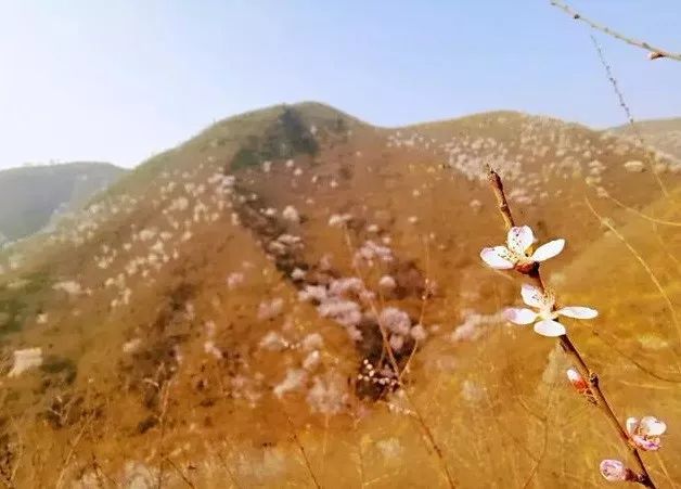 到了京郊这些花开四溢的“仙境”，您简直可以把日子过成诗！