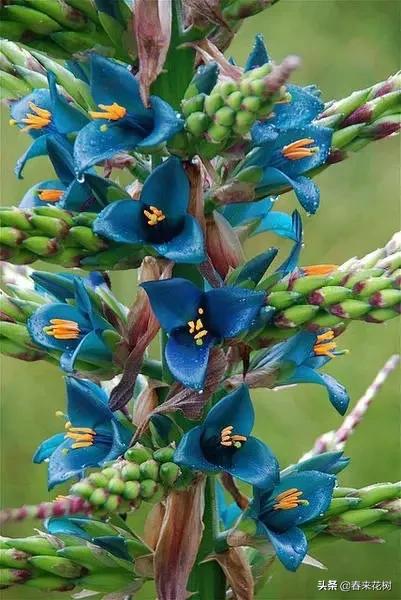 神奇的植物图片及介绍大全,十大最好的神奇植物