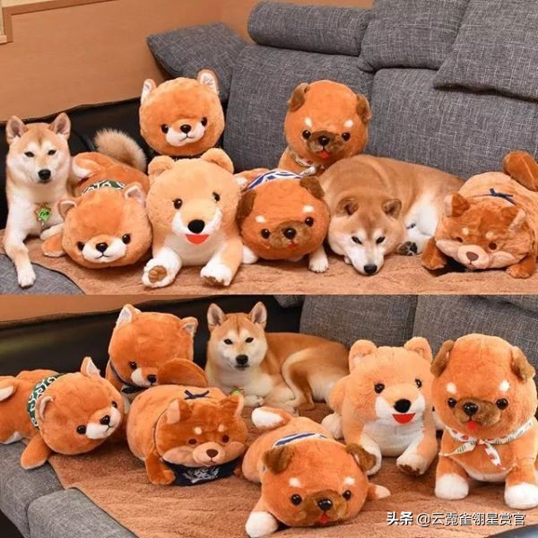 把柴犬放在一堆柴犬玩偶里,日本两只柴犬