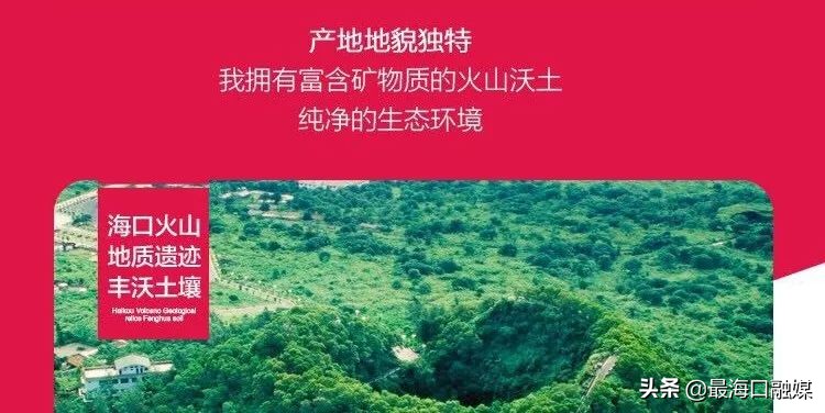 阿里巴巴淘乡甜预售海口火山荔枝啦！你想要的购买链接在这→