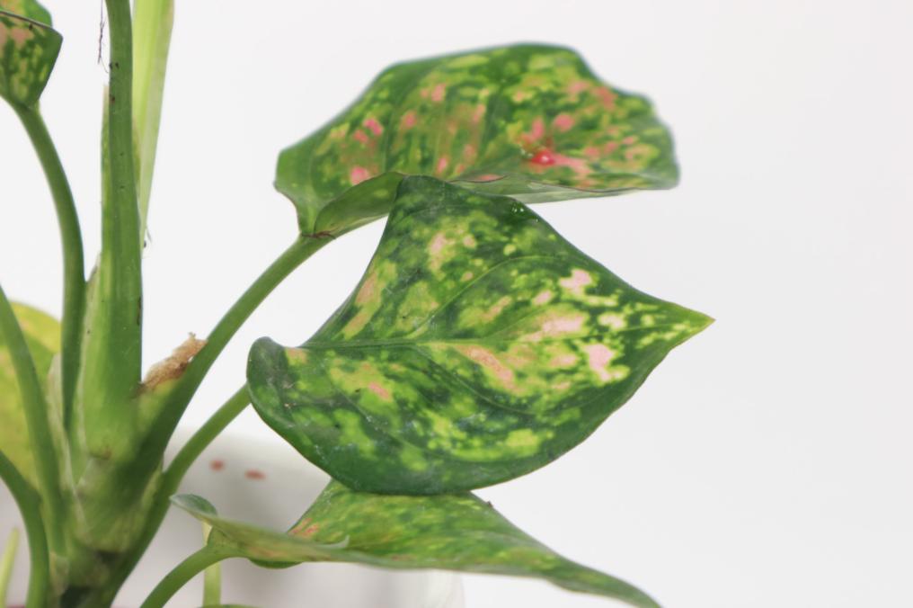 万年青冬天养护方法,万年青怎么养让它开花