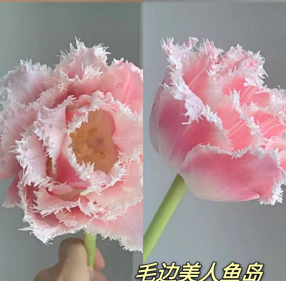 郁金香又叫什么名字,不同颜色郁金香的名字