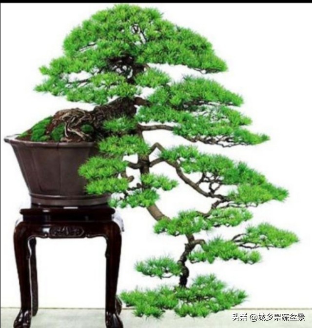 小黑松盆景的造型,黑松盆景各种造型名称及图片