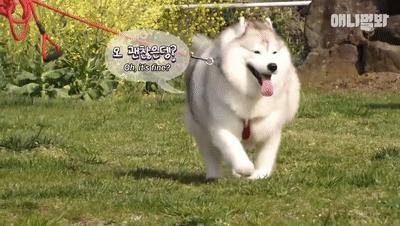 二哈为什么变瘦了,二哈太胖了必须要减肥