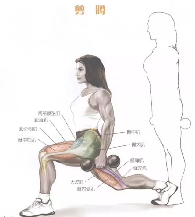 腿部前侧肌肉的训练方法,腿部核心稳定训练