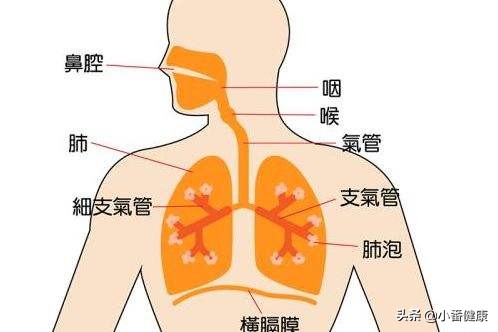 慢性阑尾炎腰右下部阵痛,阑尾炎右下腹部痛的原因