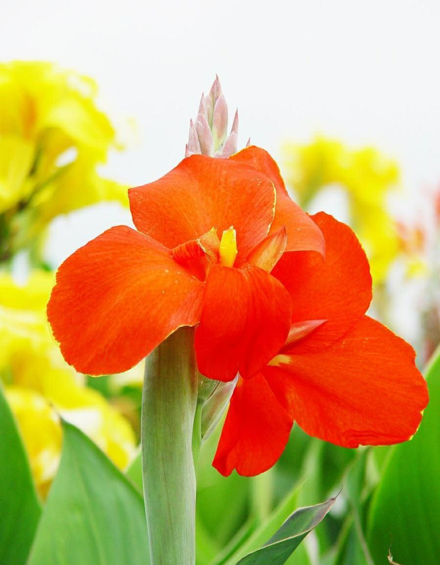 美人蕉在家养有风水讲究吗,美人蕉在家养有什么好处