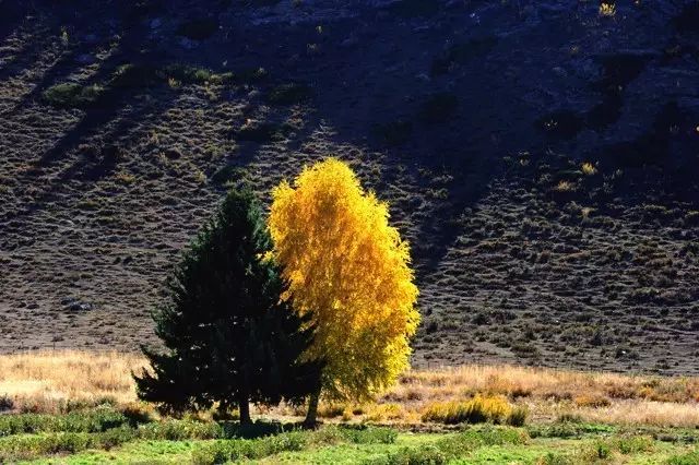 阿勒泰秋季旅行,新疆旅行阿勒泰秋天