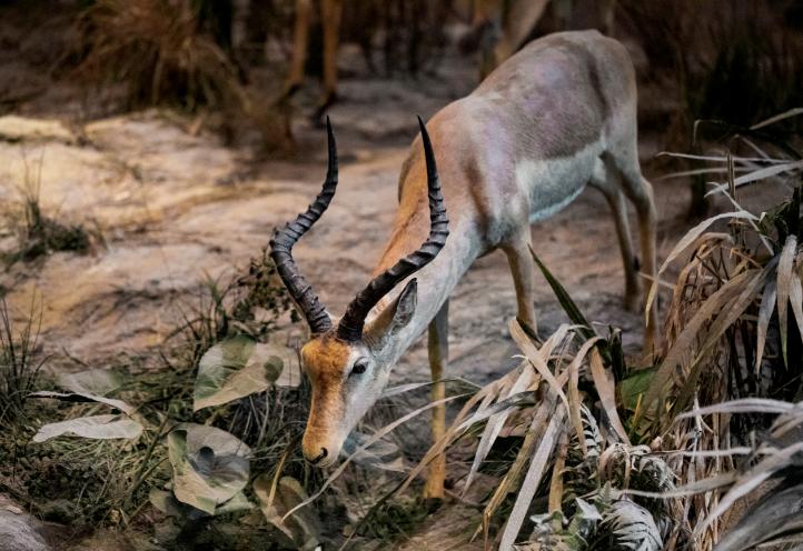 羚羊角重量,羚羊角200多公斤