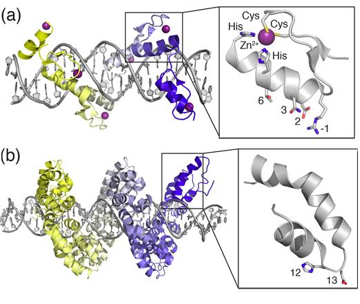 crispr基因编辑技术的未来之路,crispr基因技术利与弊