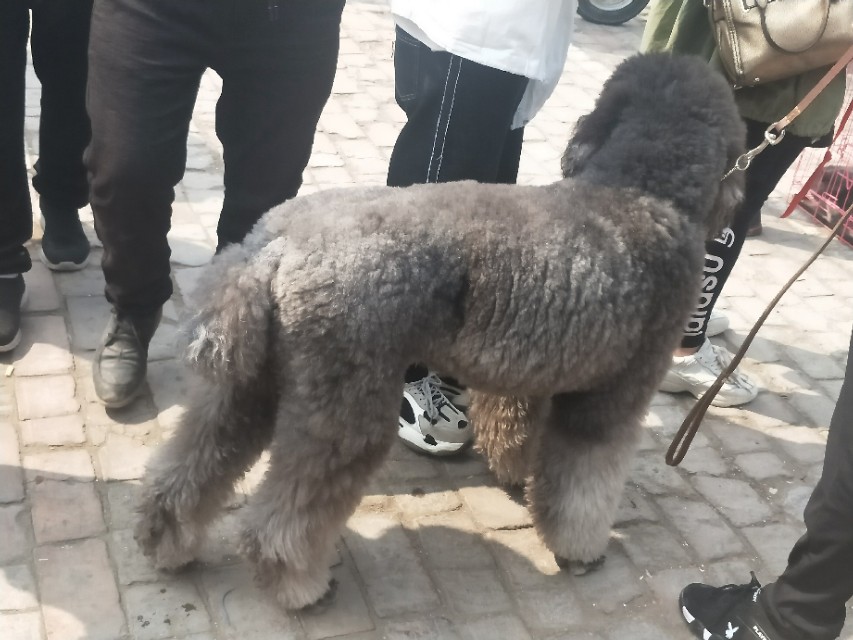 小伙去狗场抓德牧,开封狗市抓狗