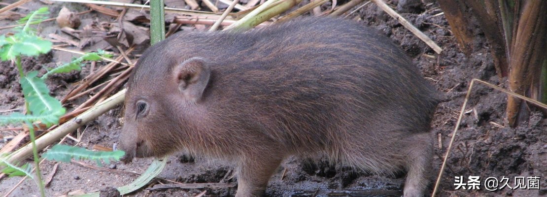 寄生虫灭绝了对生态有影响吗,寄生虫离开人体多久会死亡