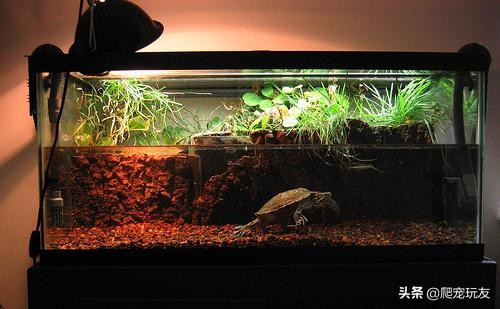 养水龟都需要准备什么,养水龟的正确方法和技巧