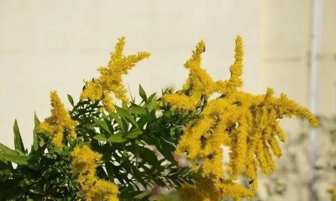 20种常见的菊科植物有哪些,哪些菊科植物好养