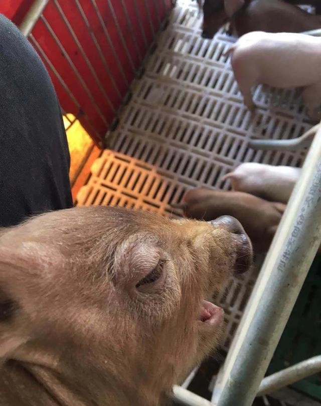 母猪蓝耳病打什么针,猪蓝耳病疫苗哪个最好