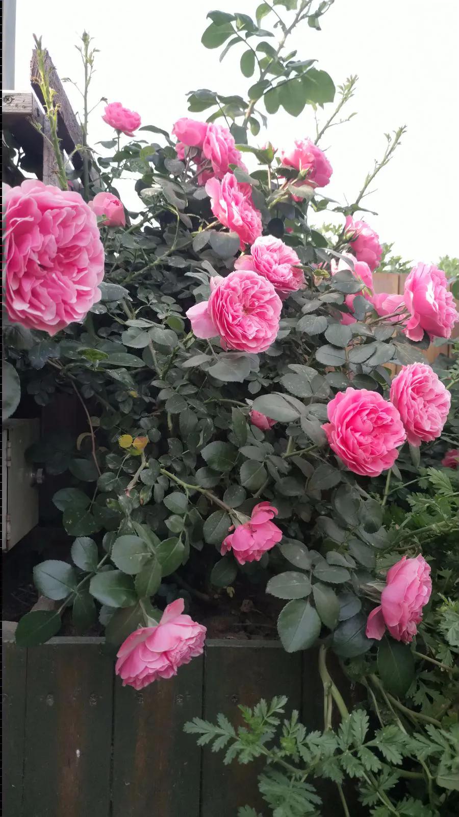 一棵粉达，撑起一座花园的一个春天