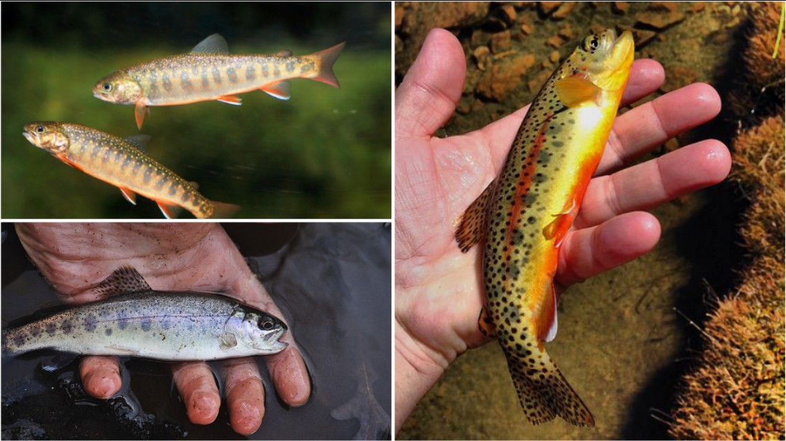 网箱养鱼死了,网箱养鱼生财之路