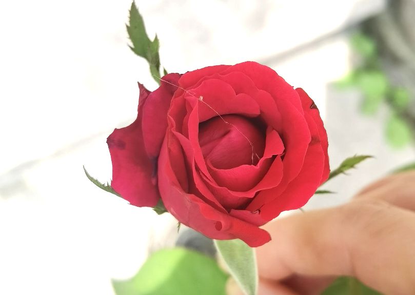 北京夏日的清晨,北京的盛夏