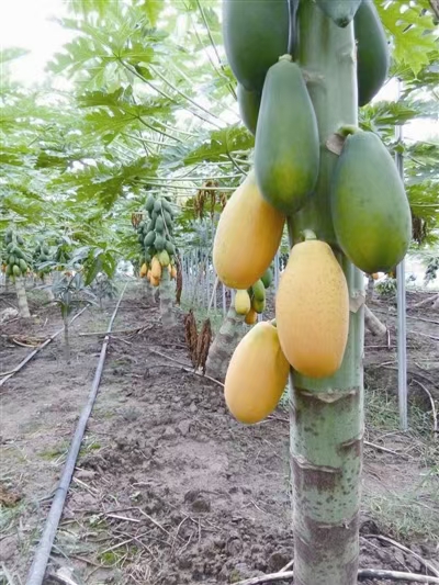 又到果子成熟的季节,成熟木瓜的最佳吃法
