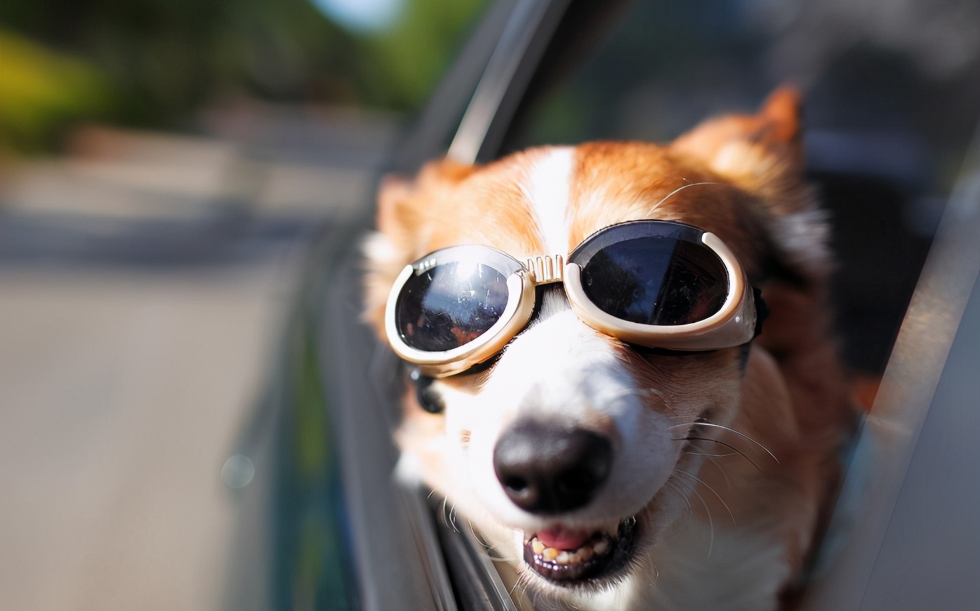 狗狗晕车吐了之后怎么调理,狗狗晕车呕吐没精神没食欲怎么办