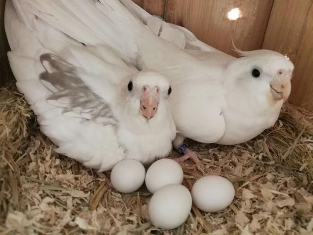 玄凤鹦鹉种类大全及图片,玄凤鹦鹉有多少种