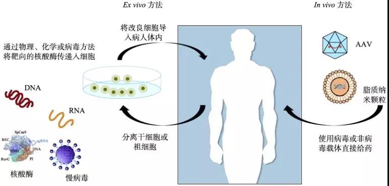 医学前沿:基因治疗概况