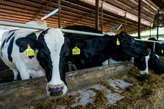 福建长富集团,福建长富乳品排名