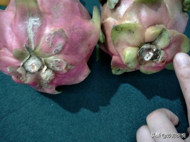 挑选火龙果的方法,火龙果怎么挑才是最甜的