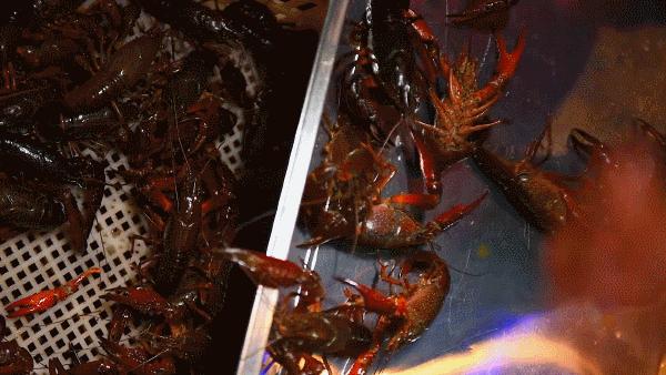 滚烫，火辣，江湖气！当武汉的馆子来到徐州，这座城的灵魂也来了