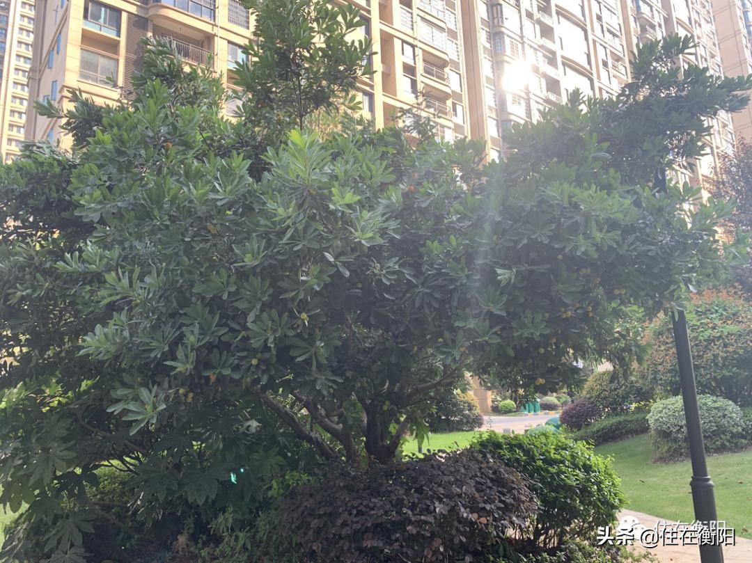 鉴盘②丨碧桂园入衡首盘,五星级的家兑现了吗?