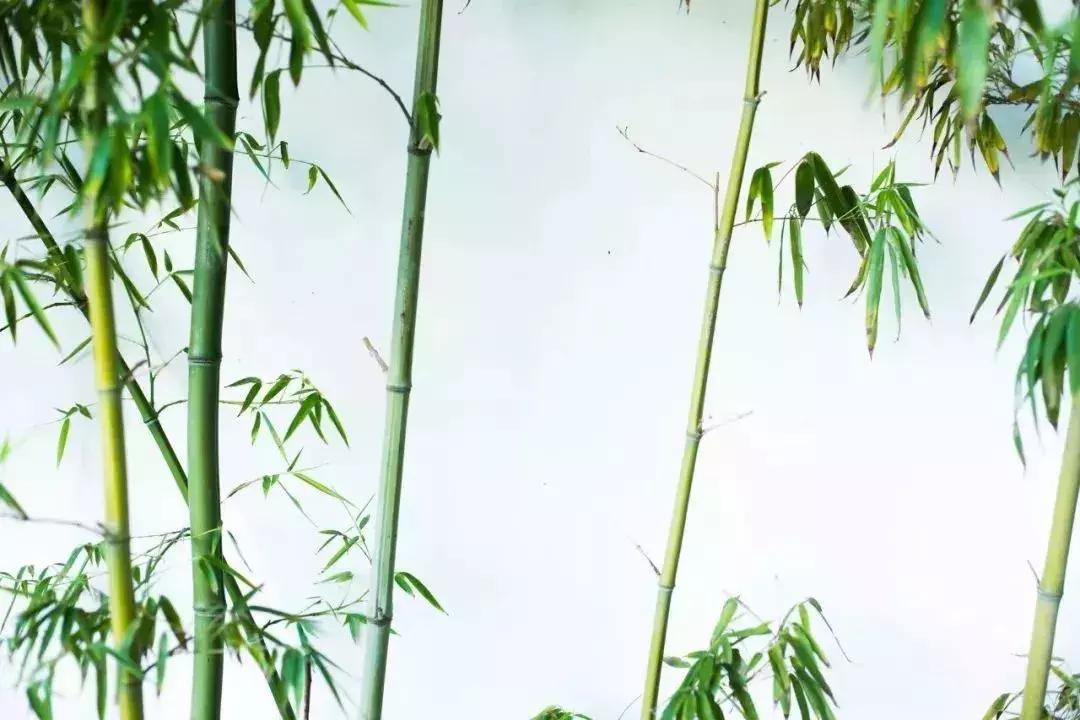 最美十首夏日诗词,收藏50首夏日古诗词带你清凉一夏