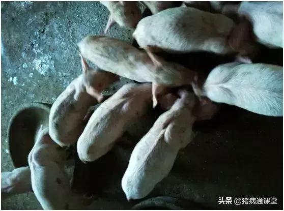 断奶仔猪消化不良腹泻怎么治疗,断奶仔猪水样腹泻发烧用什么药