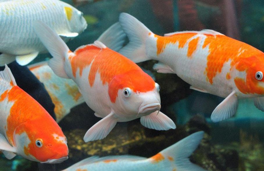 养鱼的技巧庭院小鱼池,庭院鱼池鱼缸组合