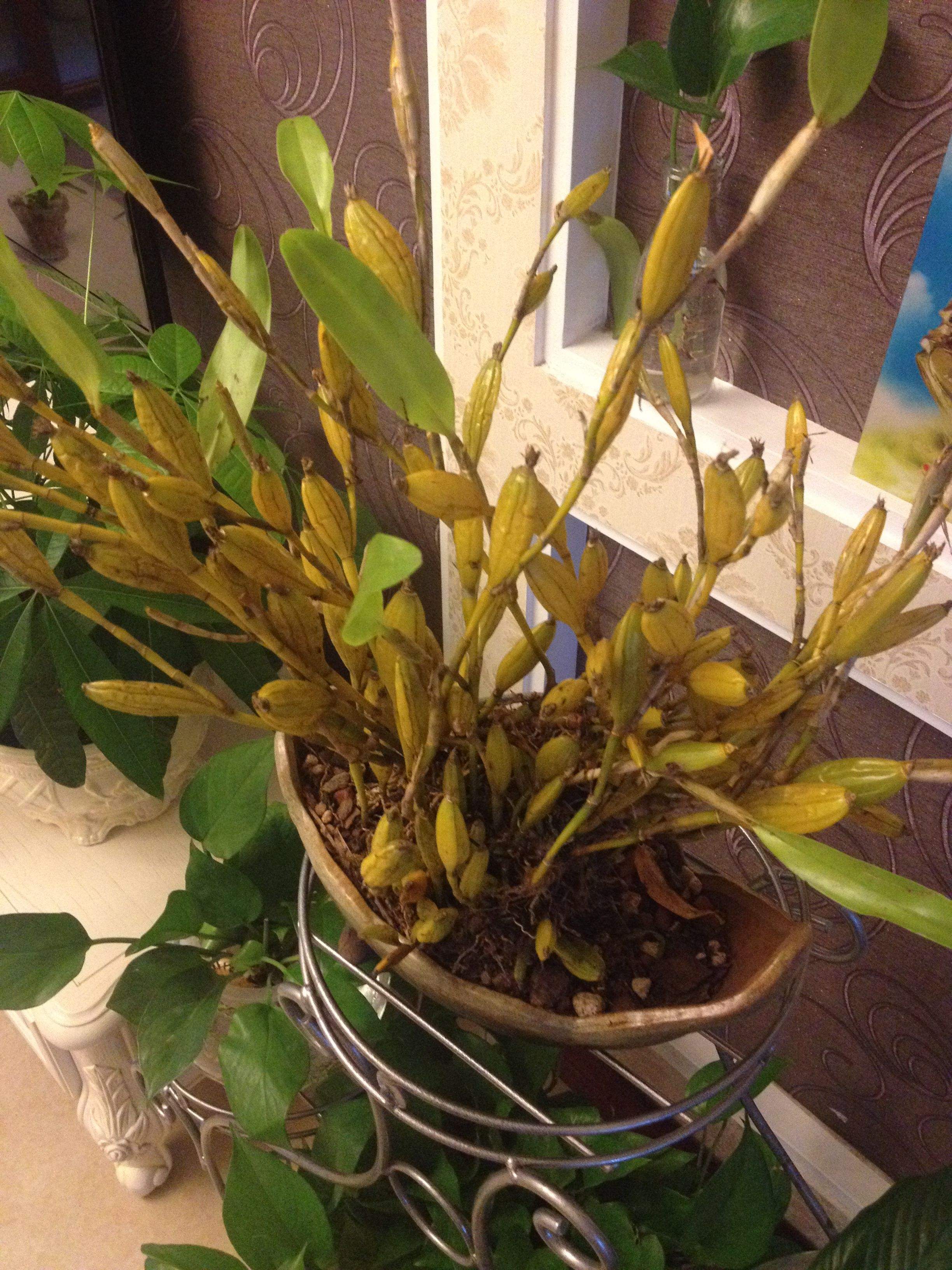 石斛兰冬天叶子发黄是什么原因,石斛兰多棵种在一个盆里会黄叶吗