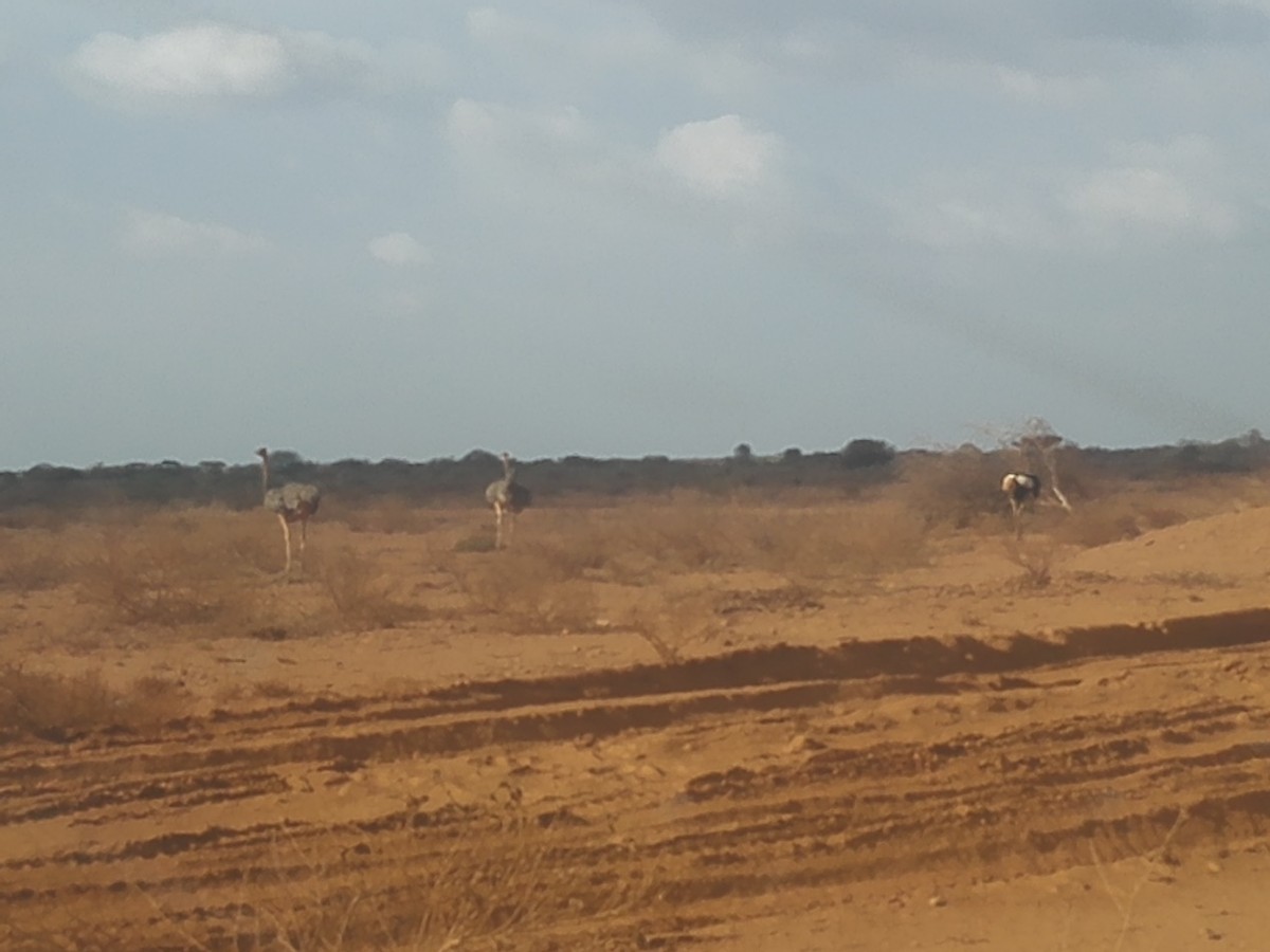 长文预警：一个国际亡命徒的多语种学习方法和经验总结