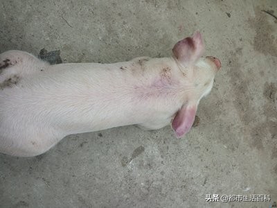 猪耳朵发紫发蓝怎么治疗,猪耳朵发紫不吃食怎么办打什么药
