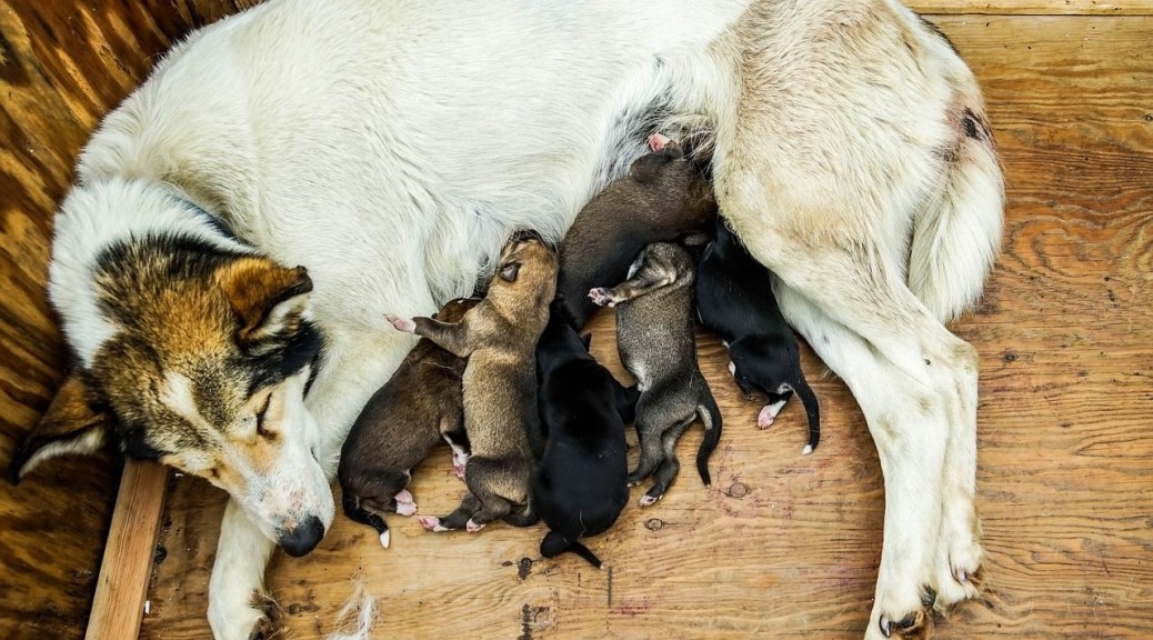 狗狗第一次怀孕主人该怎么办?这六点帮你做好准备,迎接新生命