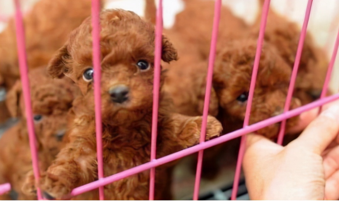 泰迪犬串串毛摸着粗糙是像土狗吗,如何区分泰迪犬纯种还是串