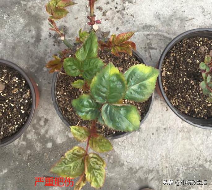 月季叶子健康,月季健康的表现