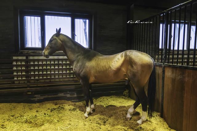 乌鲁木齐灯草沟滑雪,冰雪大世界滑雪体验