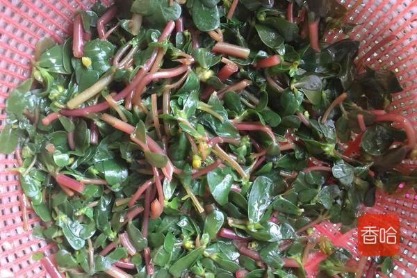 马齿苋怎么吃好吃又简单,马齿苋蒸菜馍怎样不发酸呢