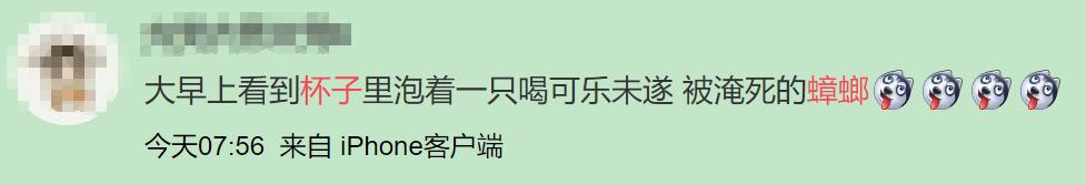 巨型蟑螂南方大蟑螂,广东巨型蟑螂和北方蟑螂对话