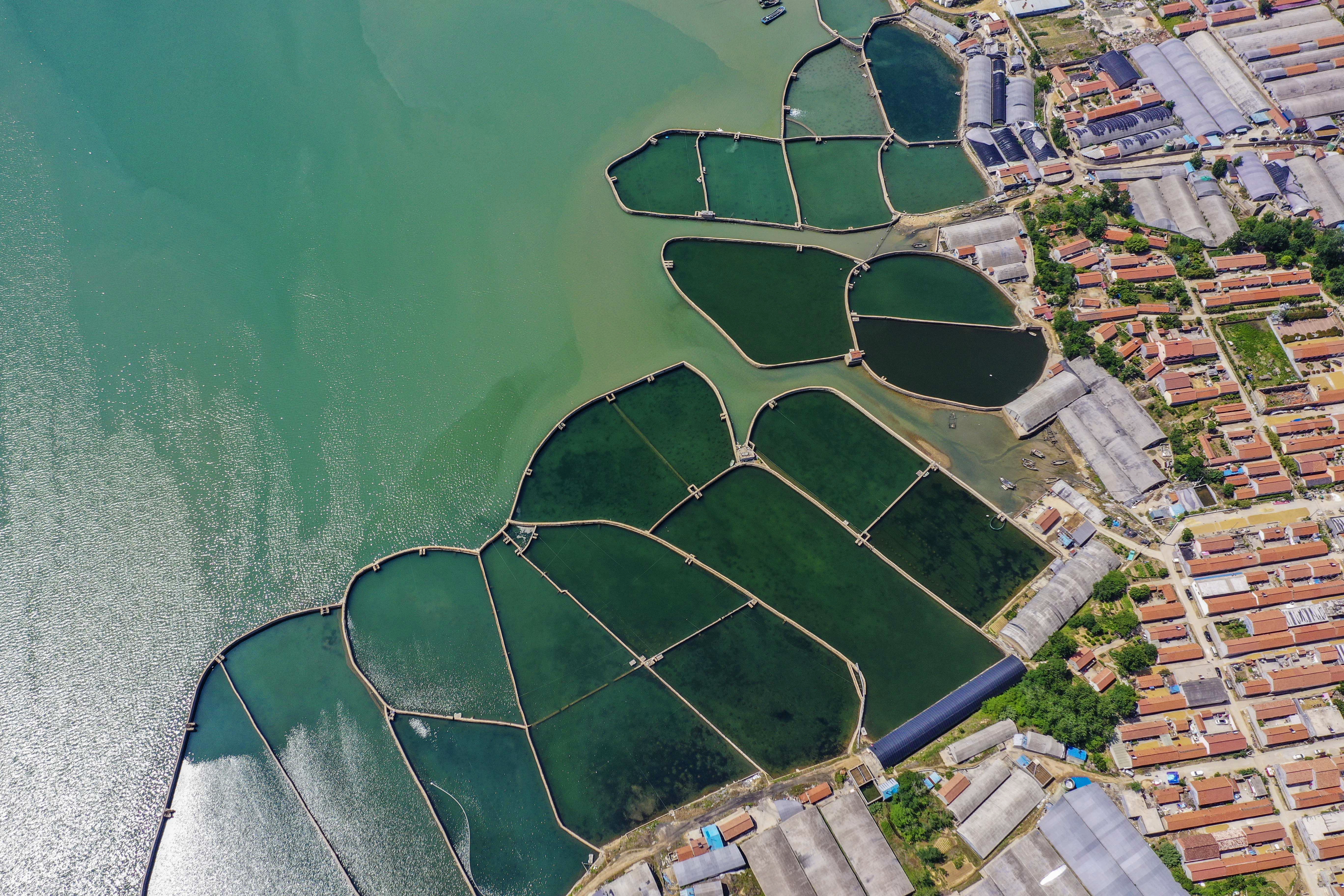 大海蔚蓝簇拥着的贡口村,灵动着纯美,播养海参和剥扇贝别具风情