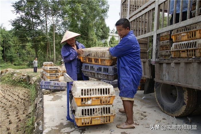 鹅价格为什么涨不上去,鹅价大跌还能养吗